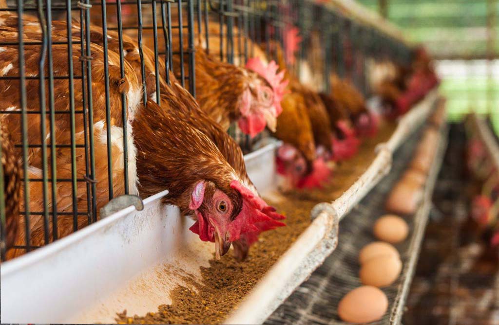 La Concejala de Urbanismo y Licencias de Actividad concede autorizacin para ampliar una explotacin ganadera avcola para 39.900 gallinas